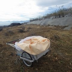 先日刈り取ったバカ（センダングサ）の片付け作業をしました