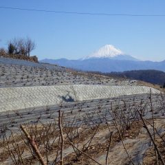 お色直し