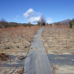 剪定作業はこちらの畑に移っています　（通路を挟んで左は剪定前、右は剪定中）