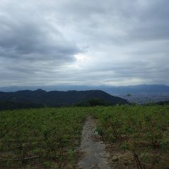 後は天にお任せして恵みの雨が降ってくれることを願うばかりです