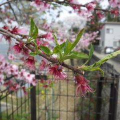 アーモンドの花は咲き終わり若葉が出て来ました