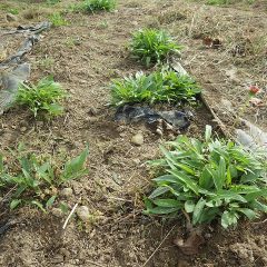 綺麗に除草されたエキナセア畑