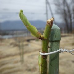 事務局前のローズは芽の先から葉が見えて来ました