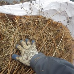 軍手の上から突き刺さったバカの種が容赦なく肌をチクチクと突き刺します