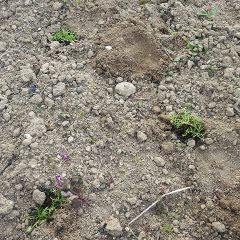 余り発芽していなかった所に補植しました