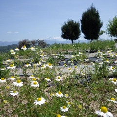 農場は今日も夏のような暑さ