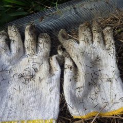 手袋・作業服にビッシリ付いた種、除草作業よりも服に付いた種を取る方に時間が掛かる厄介な雑草です