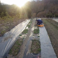 今日も日が沈むまで除草作業は続けられています