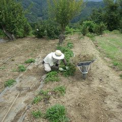 エキナセア畑の除草作業