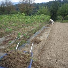 ローズ畑の除草した草の片付け作業