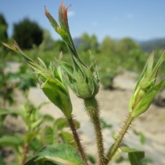 ローズはそれに応えるように蕾を膨らませています