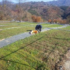 カモマイル・ジャーマン畑の除草作業中