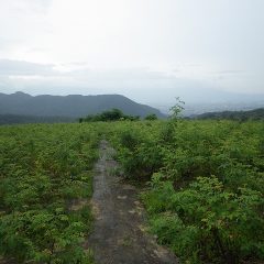 雨は本降りになってしまい、またしても作業中止！　梅雨明けが待ち遠しい