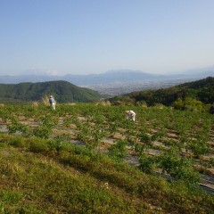 除草作業は陽が傾くまで続けられます