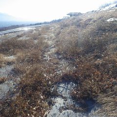 遊休地は防草シートを張っていても隙間からバカが生えてしまいまるで栽培しているかの様です