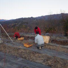 剪定作業は日が暮れるまで続けられています