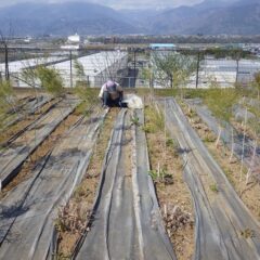 農場のローズの茎が伸び始めました