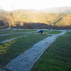 カモマイル・ジャーマン畑の除草作業も続いています