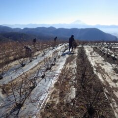 ローズの剪定作業は進行中です