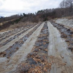 ここまで剪定して雨が降りだしたので、雨を嫌うラベンダーの為に作業を中断しました