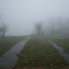 カモマイル・ジャーマン畑は冷たく湿った霧の中