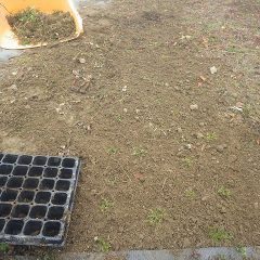 移植終了