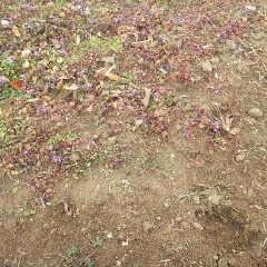 雑草に負けて発芽していません