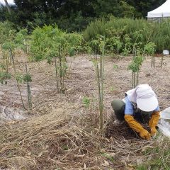 お陰様で事務局、農場共に大きな被害は無く、事務局前のローズ畑で除草作業をしています