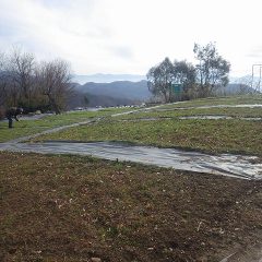 今日もカモマイル・ジャーマンの除草作業に勤しんでいます