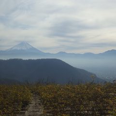 霞むような景色の中に富士山が浮かんでいます