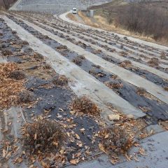 雨が降り出さないことを願いながらこのラベンダー畑半分の剪定が終了しました