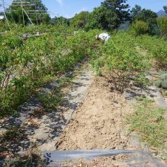 今日も炎天下の中、ローズ畑の除草作業が行われています