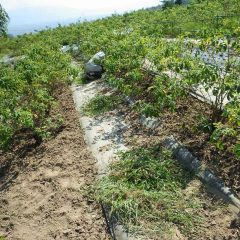 ローズ収穫後2回目の除草作業です