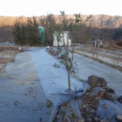 防草シート張替え作業完了