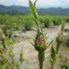 蕾が膨らみピンク色の花びらが覗いています