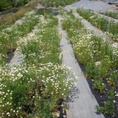 カモマイル・ジャーマンも次々に花を開いています