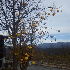 花梨（カリン）