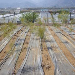 除草作業の終わったティートゥリー畑