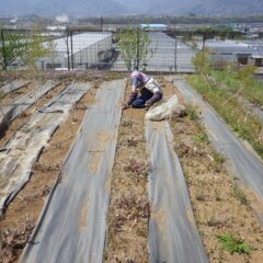 ティートゥリー畑の除草作業も間もなく終了