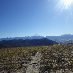 農場のローズ畑は冷たい突風が吹き雲が飛ばされて富士山が綺麗に見えました