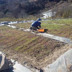 体温を奪う冷たい風の中で除草作業は続いています