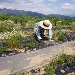 ローズの除草作業が一段落したらカモマイル・ジャーマン仕上げの除草作業に追われています