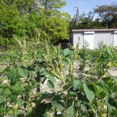 事務局前のローズは蕾が膨らみピンク色の花弁がのぞいています