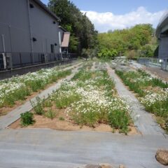 事務局横のカモマイル畑では花が咲き始めました