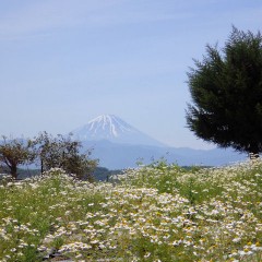 カモマイル富士