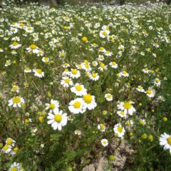 夏のような陽気が続き花が咲き始めました