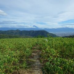 夕方になって雲の切れ間から富士山の山頂が顔を出してくれました