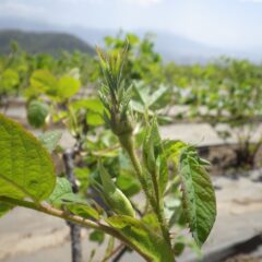 農場のローズは蕾が膨らみ始めました