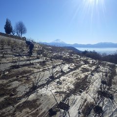 凍えるような寒さの中でローズの剪定作業が始まりました