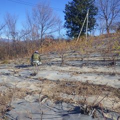 寒さに耐えながら剪定作業をしています